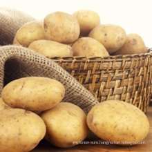 Good Quality Fresh New Crop Holland Organic Yellow Skin Potato